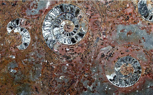 Polished Ammonite & Orthoceras Red Macro Fossil Table Top #1A