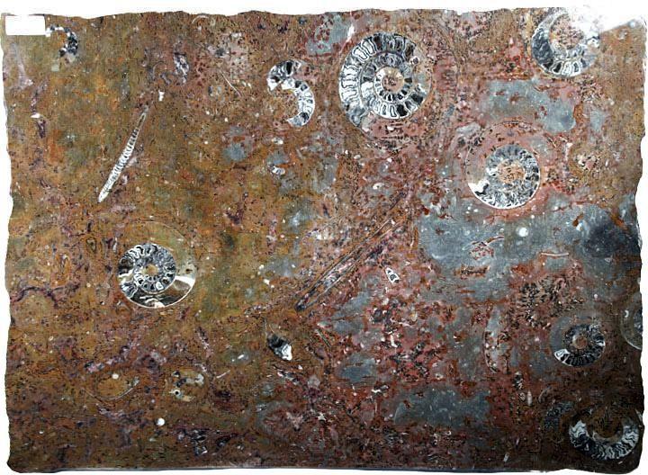 Polished Ammonite & Orthoceras Red Macro Fossil Table Top #1A