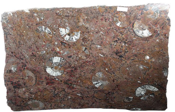 Polished Ammonite & Orthoceras Red Macro Fossil Table Top #1C