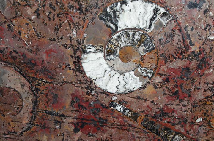 Polished Ammonite & Orthoceras Red Macro Fossil Table Top #1C