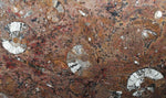 Load image into Gallery viewer, Polished Ammonite &amp; Orthoceras Red Macro Fossil Table Top #1C
