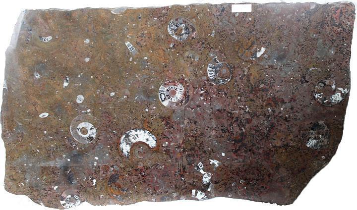 Polished Ammonite & Orthoceras Red Macro Fossil Table Top #1D