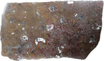 Load image into Gallery viewer, Polished Ammonite &amp; Orthoceras Red Macro Fossil Table Top #1D
