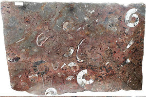 Polished Ammonite & Orthoceras Red Macro Fossil Table Top #1F