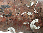 Load image into Gallery viewer, Polished Ammonite &amp; Orthoceras Red Macro Fossil Table Top #1F
