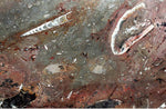 Load image into Gallery viewer, Polished Ammonite &amp; Orthoceras Red Macro Fossil Table Top #1F
