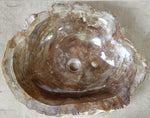 Load image into Gallery viewer, Petrified Wood Sink #5-EH Petrified Teak
