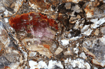 Load image into Gallery viewer, Mosaic Petrified Wood Slab #2  [72&quot; x 42&quot; x 1&quot;] {Contact for Price}
