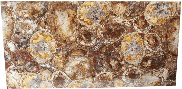 Mosaic Petrified Wood Slab #4
