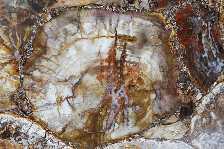 Mosaic Petrified Wood Slab #4 [60" x 30" x 1"] {Contact for Price}