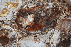Mosaic Petrified Wood Slab #4 [60" x 30" x 1"] {Contact for Price}