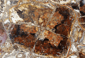 Mosaic Petrified Wood Slab #5 [60" x 30" x 1"] {Contact for Price}