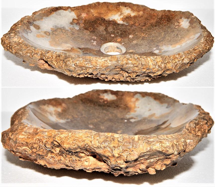 INCREDIBLY RARE Fossil Coral Sink #166-EH Highly Agatized - Sold