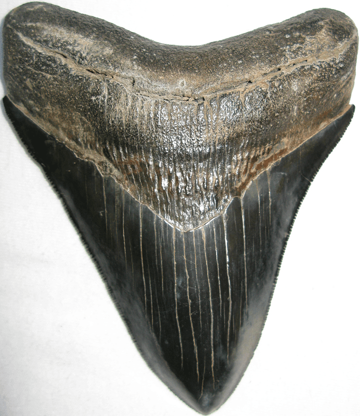 Collector Jet Black Megalodon Shark Tooth