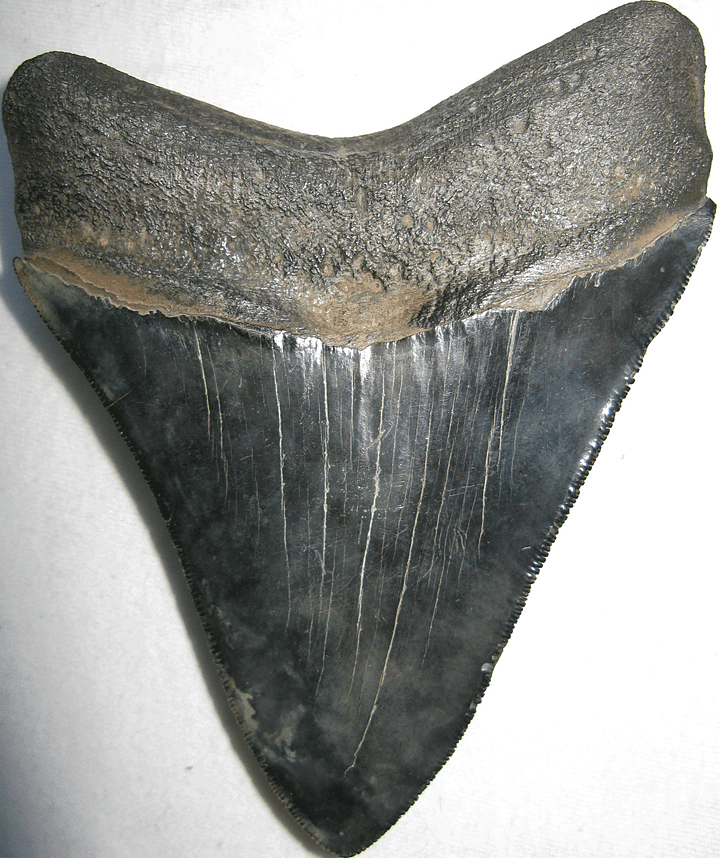 Collector Jet Black Megalodon Shark Tooth