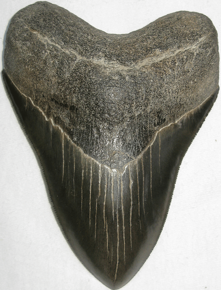 Collector Jet Black Megalodon Shark Tooth