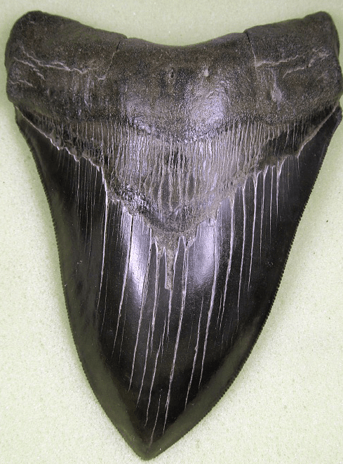 Collector Jet Black Megalodon Shark Tooth