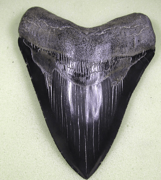 Collector Jet Black Megalodon Shark Tooth