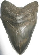 Load image into Gallery viewer, Collector Jet Black Megalodon Shark Tooth
