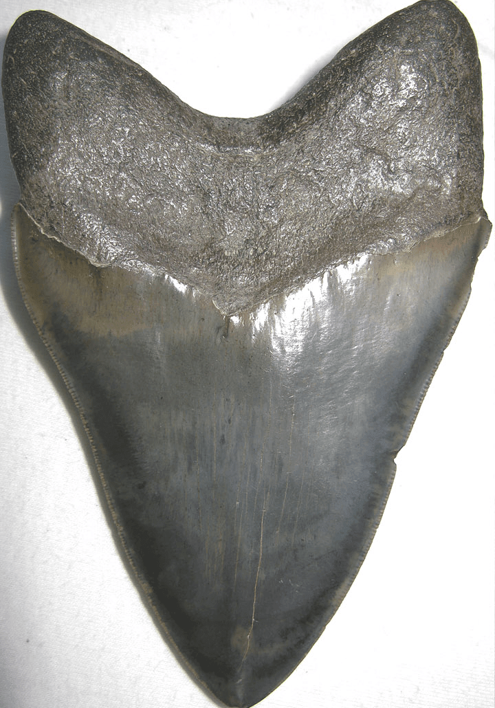 Collector Jet Black Megalodon Shark Tooth