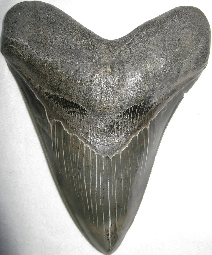 Collector Jet Black Megalodon Shark Tooth