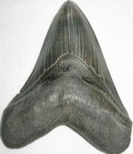 Load image into Gallery viewer, Collector Jet Black Megalodon Shark Tooth

