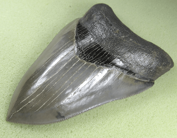 Museaum Grade Flawless Megalodon Shark Tooth 006