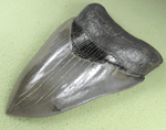 Load image into Gallery viewer, Museaum Grade Flawless Megalodon Shark Tooth 006
