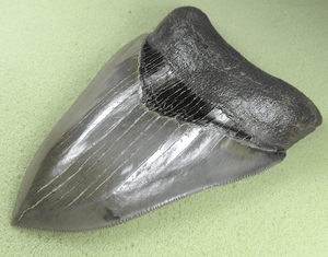 Museaum Grade Flawless Megalodon Shark Tooth 006