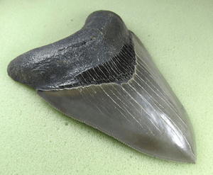 Museaum Grade Flawless Megalodon Shark Tooth 006