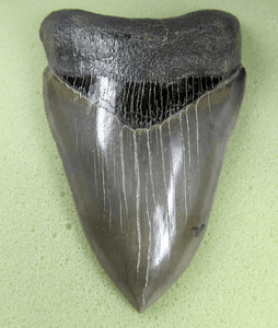 Museaum Grade Flawless Megalodon Shark Tooth 006 (L1 - 4.65" x L2 - 4.62") FREE SHIPPING