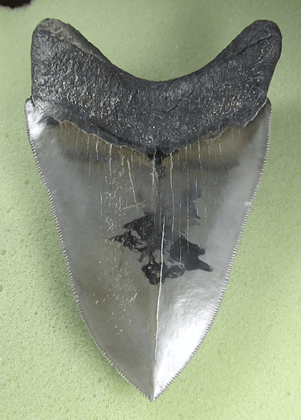 Museaum Grade Flawless Megalodon Shark Tooth 006 (L1 - 4.65" x L2 - 4.62") FREE SHIPPING