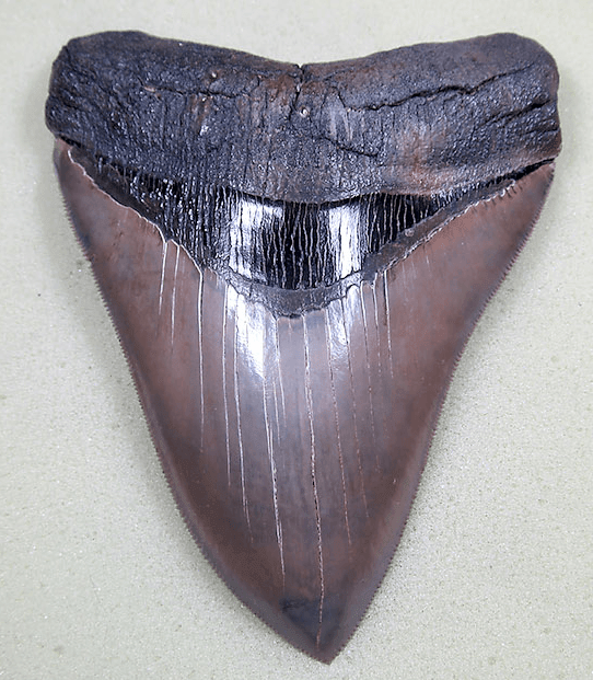 Museum Grade Flawless Megalodon Shark Tooth 023 (L1 -5.48 x L2-5.24 x 4.24" wide) FREE SHIPPING
