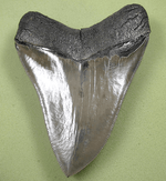 Load image into Gallery viewer, Museum Grade Flawless Megalodon Shark Tooth 023 (L1 -5.48 x L2-5.24 x 4.24&quot; wide) FREE SHIPPING
