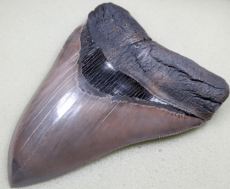 Museum Grade Flawless Megalodon Shark Tooth 023 (L1 -5.48 x L2-5.24 x 4.24" wide) FREE SHIPPING
