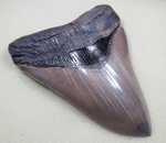 Load image into Gallery viewer, Museum Grade Flawless Megalodon Shark Tooth 023 (L1 -5.48 x L2-5.24 x 4.24&quot; wide) FREE SHIPPING
