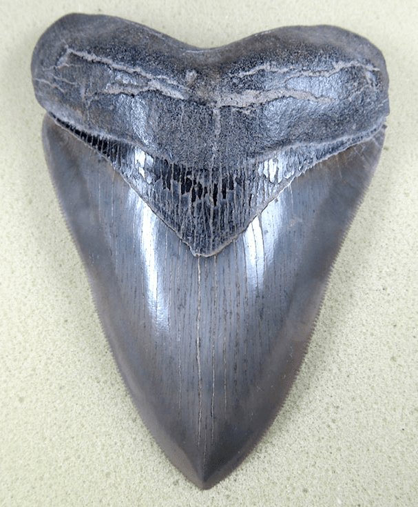 Museum Grade HEAVY Megalodon Shark Tooth 029