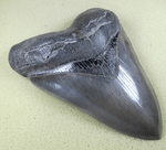Load image into Gallery viewer, Museum Grade HEAVY Megalodon Shark Tooth 029 (L1 - 5.21&quot; x L2 - 4.96&quot; x nearly 4&quot;Wide) ) FREE SHIPPI
