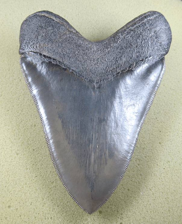Museum Grade HEAVY Megalodon Shark Tooth 029 (L1 - 5.21" x L2 - 4.96" x nearly 4"Wide) ) FREE SHIPPI