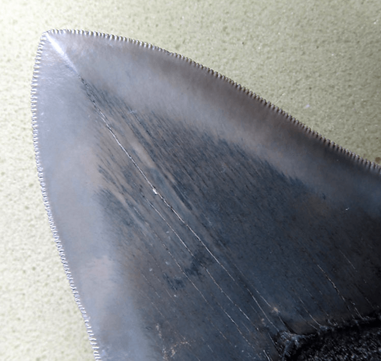Museum Grade HEAVY Megalodon Shark Tooth 029 (L1 - 5.21" x L2 - 4.96" x nearly 4"Wide) ) FREE SHIPPI