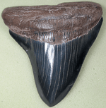 Load image into Gallery viewer, Museum Grade Jet Black Megalodon Shark Tooth 021

