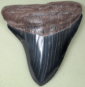 Museum Grade Jet Black Megalodon Shark Tooth 021