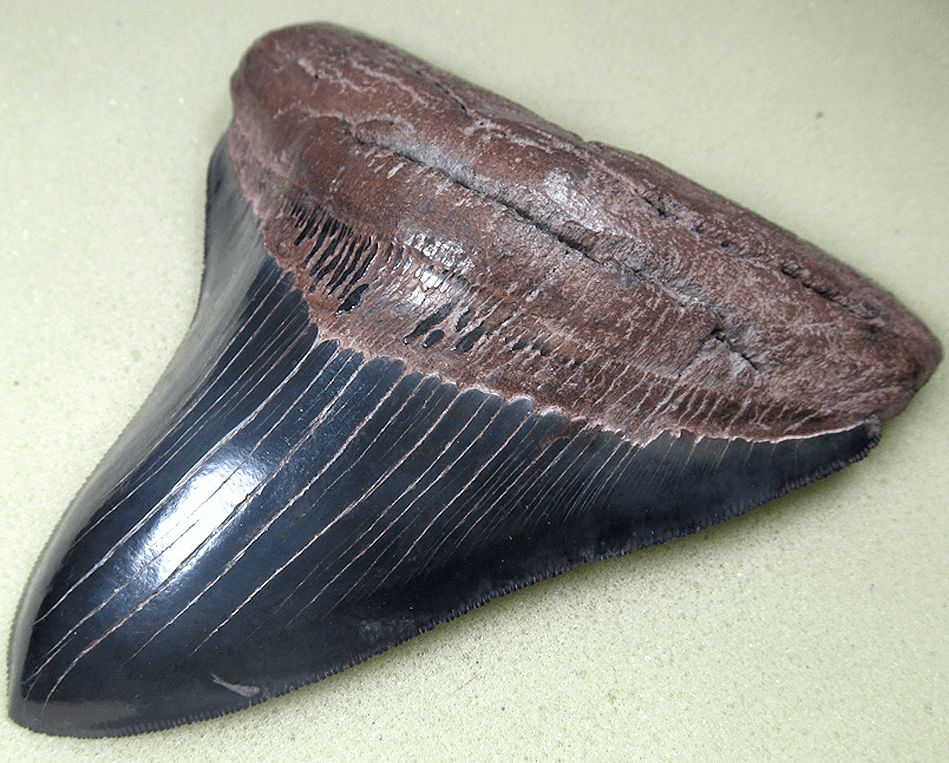 Museum Grade Jet Black Megalodon Shark Tooth 021 (L1 -5.12 x L2 - 4.82 x 4.33" WIDE!)FREE SHIPPING