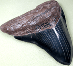 Load image into Gallery viewer, Museum Grade Jet Black Megalodon Shark Tooth 021 (L1 -5.12 x L2 - 4.82 x 4.33&quot; WIDE!)FREE SHIPPING
