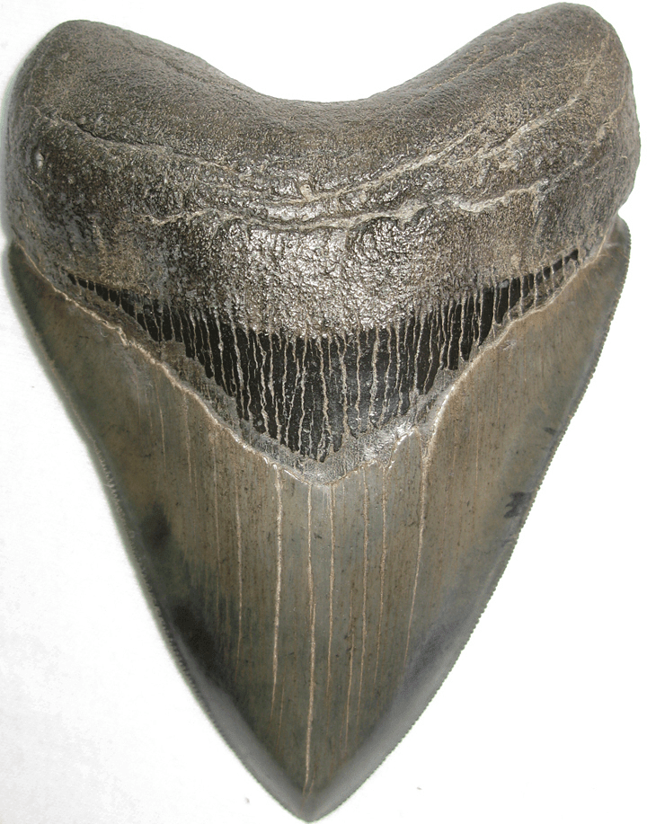 Museum Grade Megalodon Shark Tooth 005