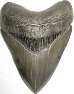 Load image into Gallery viewer, Museum Grade Megalodon Shark Tooth 005

