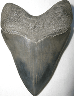 Load image into Gallery viewer, Museum Grade Megalodon Shark Tooth 005
