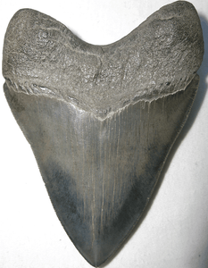 Museum Grade Megalodon Shark Tooth 005