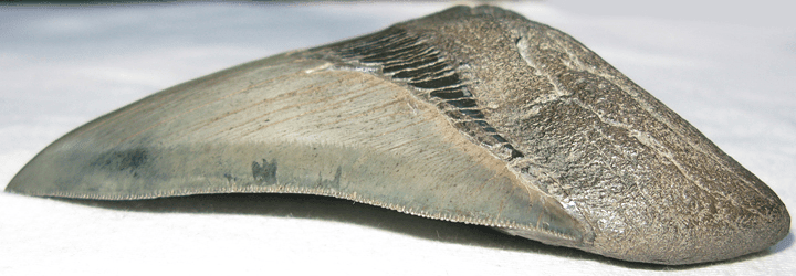 Museum Grade Megalodon Shark Tooth 005 (L1 - 4.61" x L2 - 4.45" x 3.36" Wide ) FREE SHIPPING