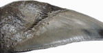 Load image into Gallery viewer, Museum Grade Megalodon Shark Tooth 005 (L1 - 4.61&quot; x L2 - 4.45&quot; x 3.36&quot; Wide ) FREE SHIPPING
